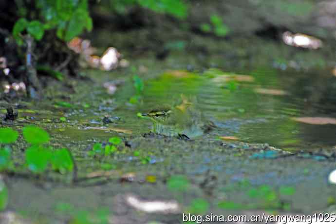爽（洗浴的黄眉柳莺）2