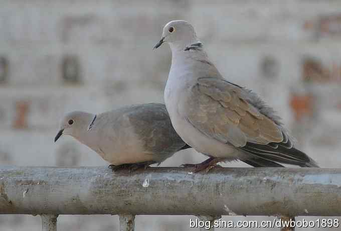 灰斑鸠踩蛋 wbr须浮鸥育雏