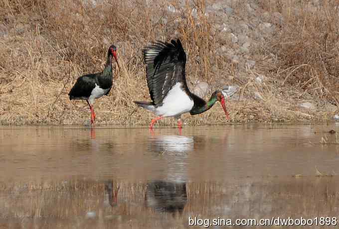再拍黑巨鸡 再拍黑巨鸡