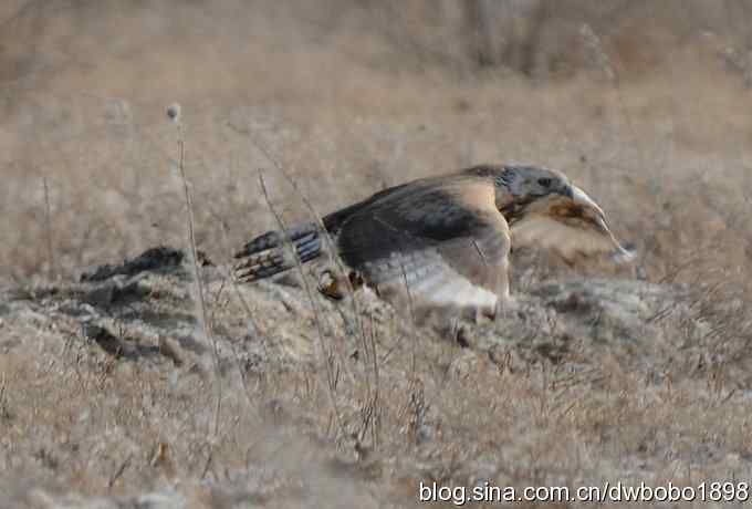 落地大鵟让偶急