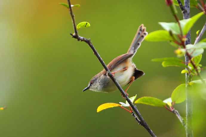 【版纳植物园三日 wbr新收获16种小鸟儿】 【版纳植物园三日 wbr新收获16种小鸟儿】