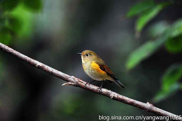 雌性红胁蓝尾鸲（3）