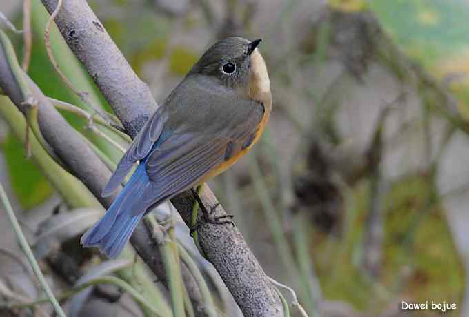 翩然红翅和十渡的那些鸟