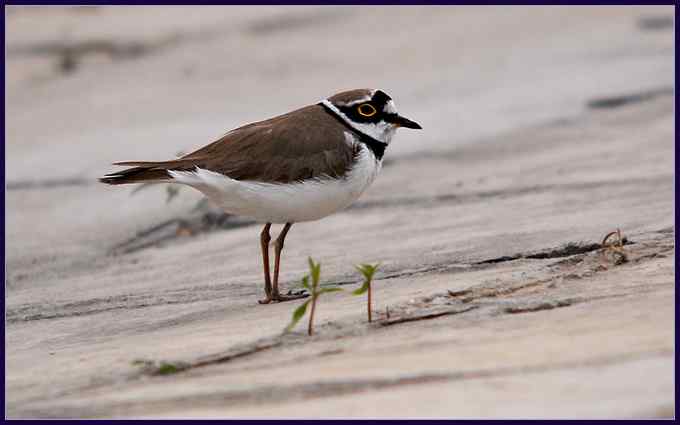 八达岭打鸟,收获七只新贵(组图) 八达岭打鸟,收获七只新贵(组图)