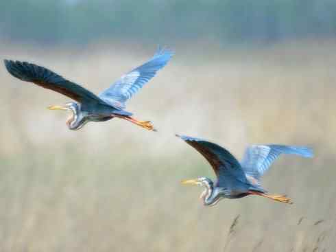 天生猎手：非猛禽类猎手之六（重量级的杀手——大型鹭鸟）