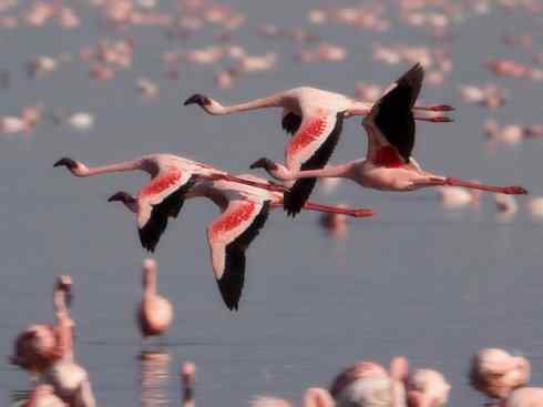 自然奇观：动物大迁徙(涉禽)