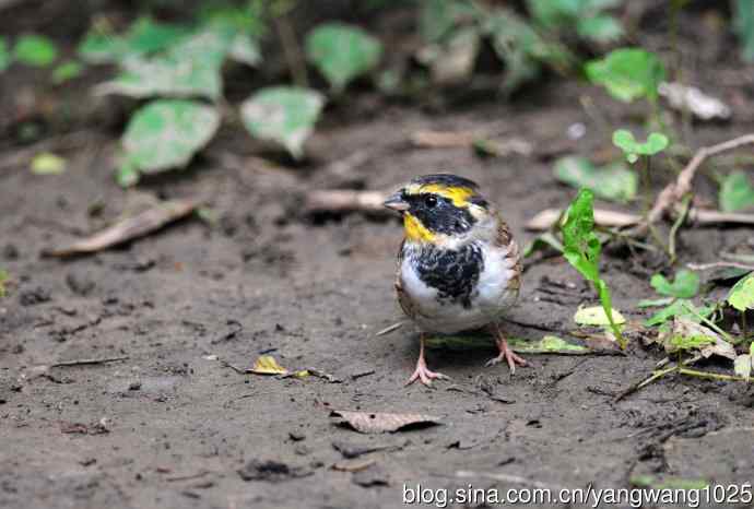 雄性黄喉鹀（1）