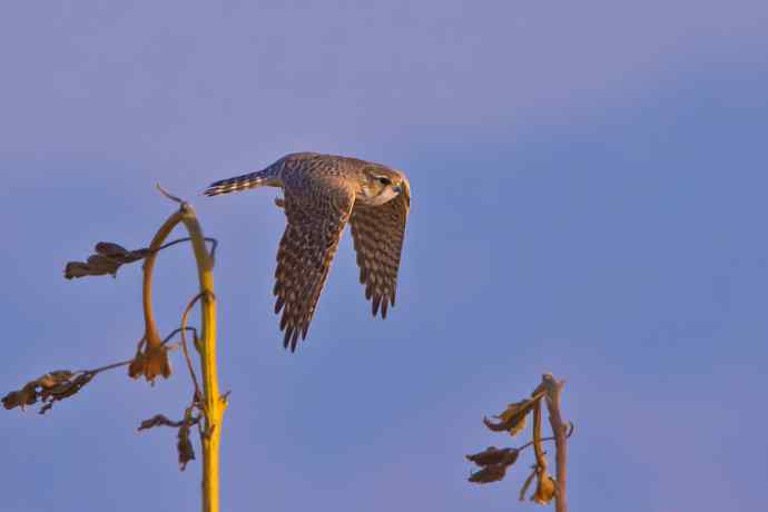 葵花枯杆儿上起飞