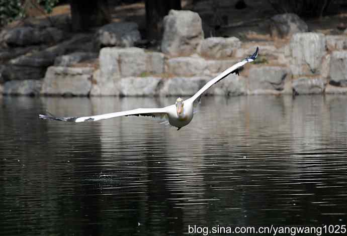 北京动物园的鸟类——飞（鹈鹕）5