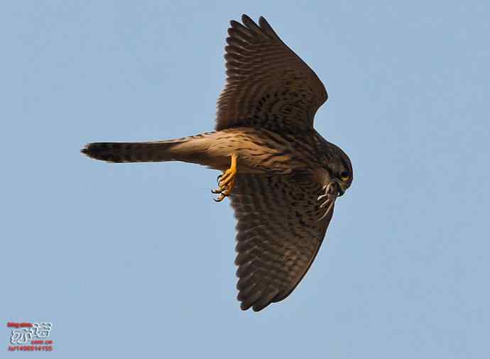 官厅水库&nbsp;wbr路&nbsp;wbr难得一见之红隼空中吃鼠