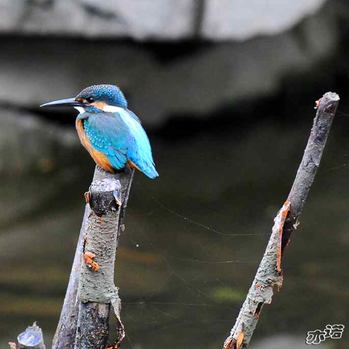 圆明园&nbsp;wbr路&nbsp;wbr雨天的小翠