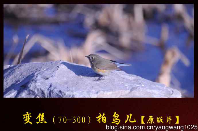 变焦（70-300）拍鸟儿【原版片】