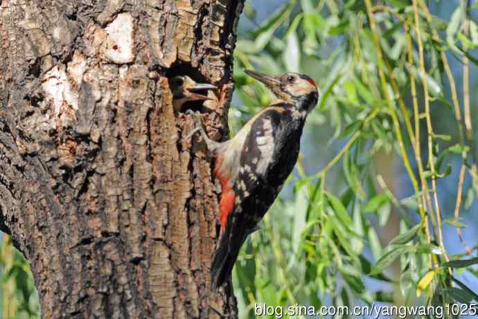 父子情深的大斑啄木鸟（2）