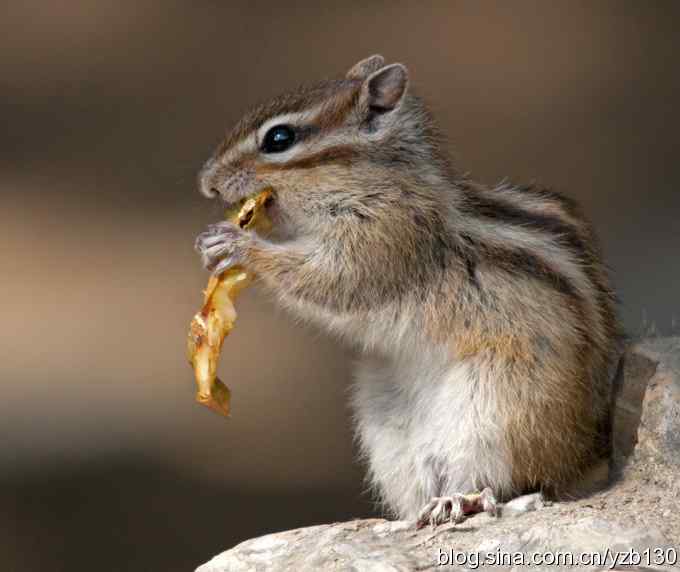 擦枪第二天(组图)