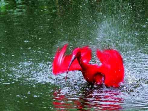 极品红色鸟类：美洲红鹮