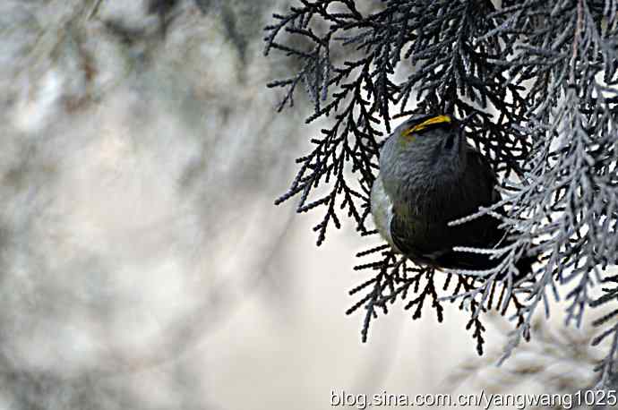 柏树丛中的戴菊 wbr2 柏树丛中的戴菊 wbr2