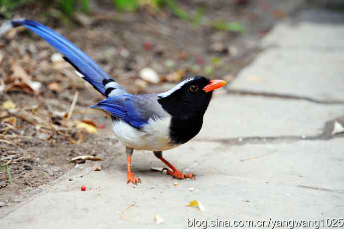 红嘴蓝鹊（4）