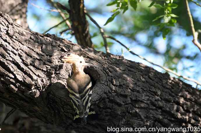 尽职尽责 wbr无私奉献（戴胜育雏纪实）