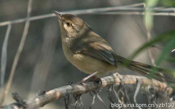 新添鸟种——褐头鹪莺（组图）