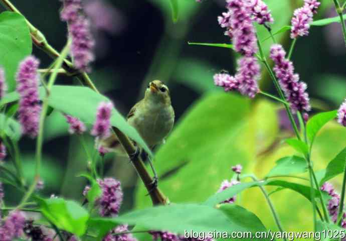 今秋第一次拍侯鸟儿（黑眉苇莺）