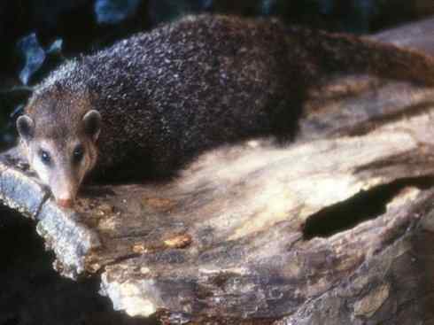 动物世界：山寨还是原创之十一