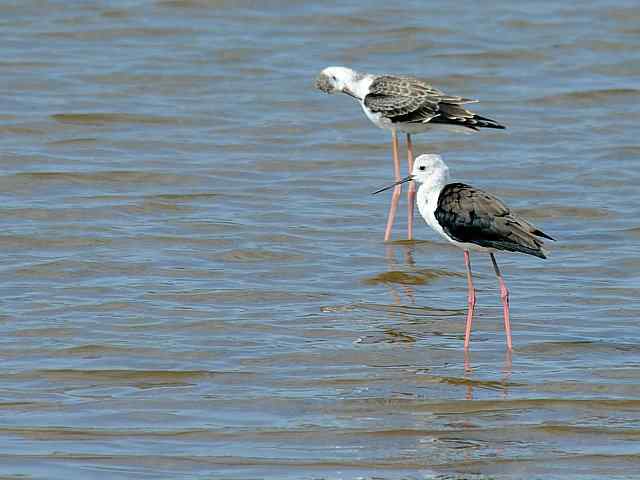 黄金海岸寻鹬 wbr赤土山桥赏鸟