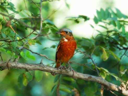 美丽无罪：雀鸟之矶鸫