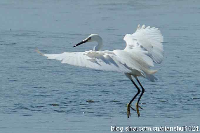 凌波仙子.白鹭海滨写真(北戴河)