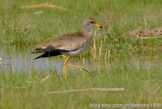 鸬鹚红腿儿和麦鸡鈥斺斈诿晒勰裥校ㄋ模