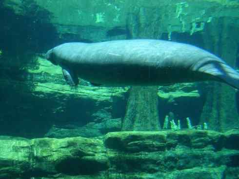 美人鱼：传说的兽原型探秘（海牛）