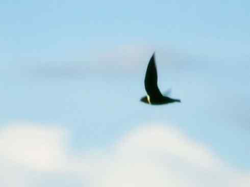 鸟类之最：尖尾雨燕