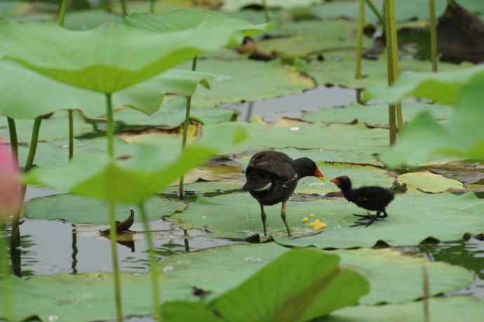 再拍黑水鸡（纪实）1