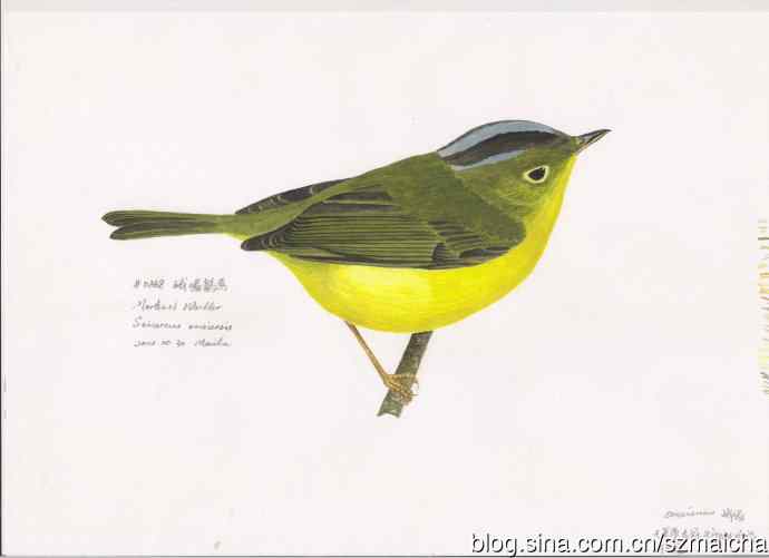 8种容易混淆的莺科鹟莺属鸟类的区别辨识图