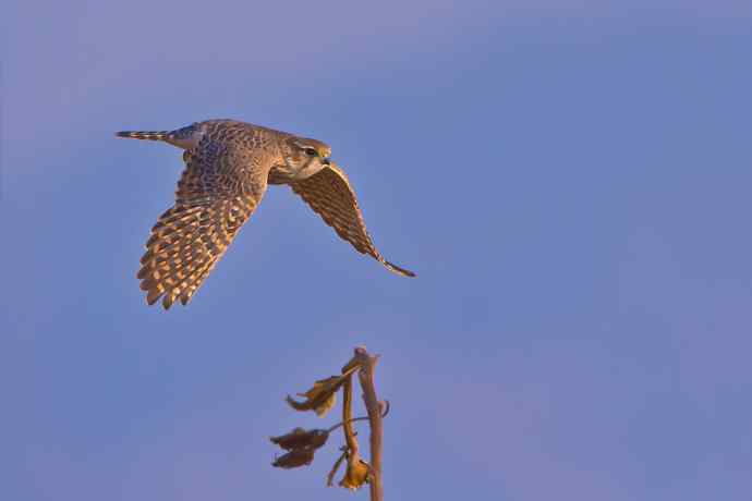 葵花枯杆儿上起飞