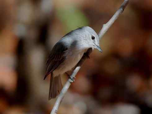 绝色攀禽：佛法僧目之蜂虎2