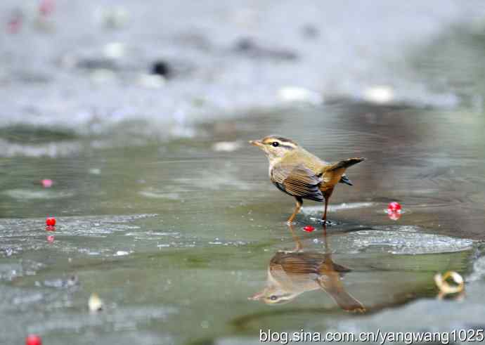 洗浴中的褐柳莺 洗浴中的褐柳莺