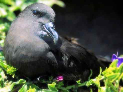 天生猎手：非猛禽类猎手之四（荒漠猎手走鹃）