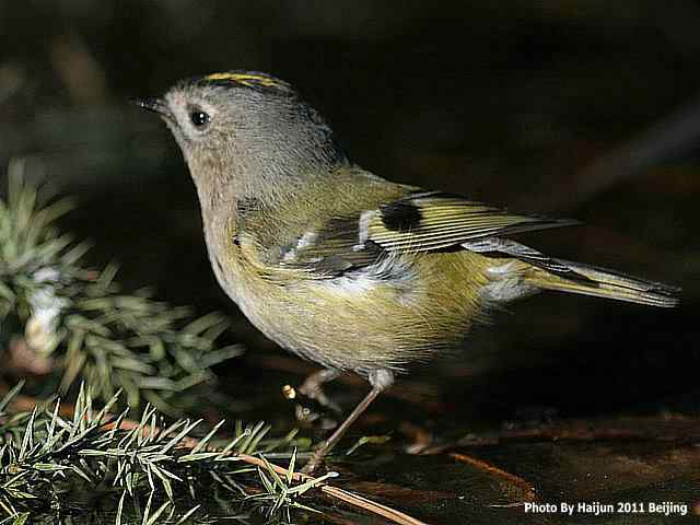 暮然回首 wbr. wbr戴菊却在天坛水洼处