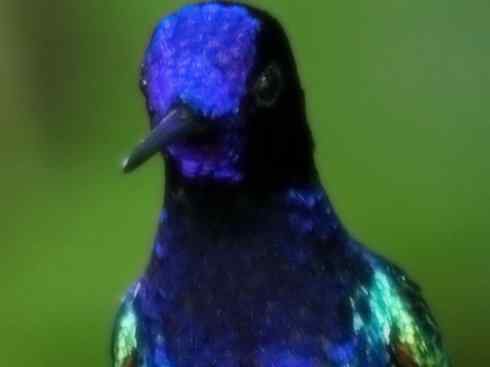 鸟类之最:角蜂鸟