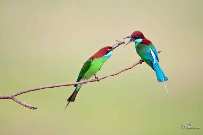 蓝喉蜂虎繁育季