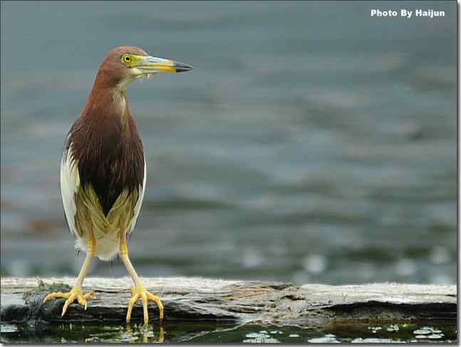  点击图片或使用键盘← →翻页