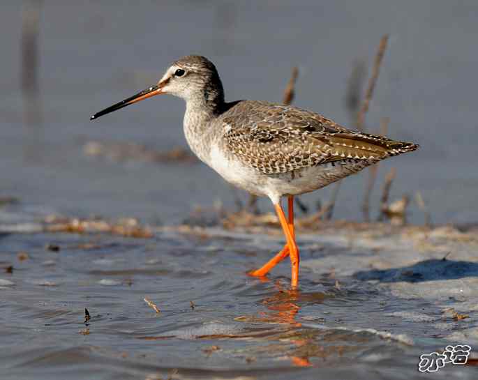 官厅水库&nbsp;wbr路&nbsp;wbr鹤鹬和青脚鹬
