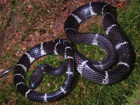 龙:传说的兽原型探秘(游蛇类) 龙:传说的兽原型探秘(游蛇类)