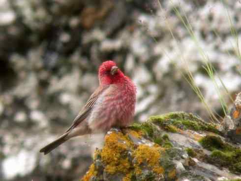 美丽无罪：雀鸟之雀类