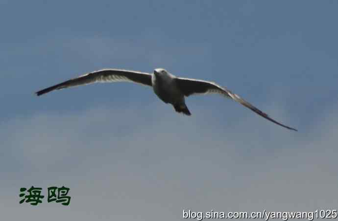 飞（海鸥） wbr1