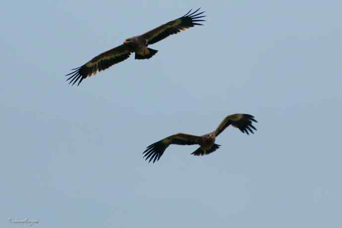 我和草原雕有个约定