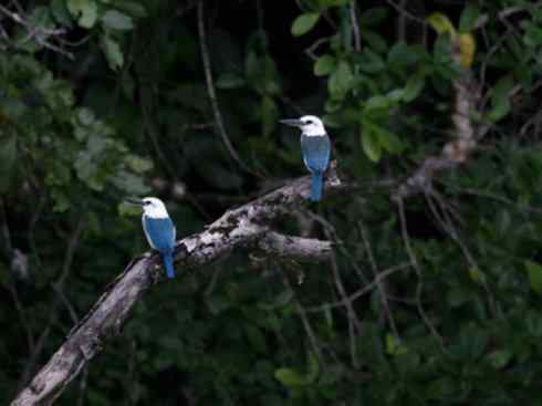 白头鸟系列：另类的美丽4