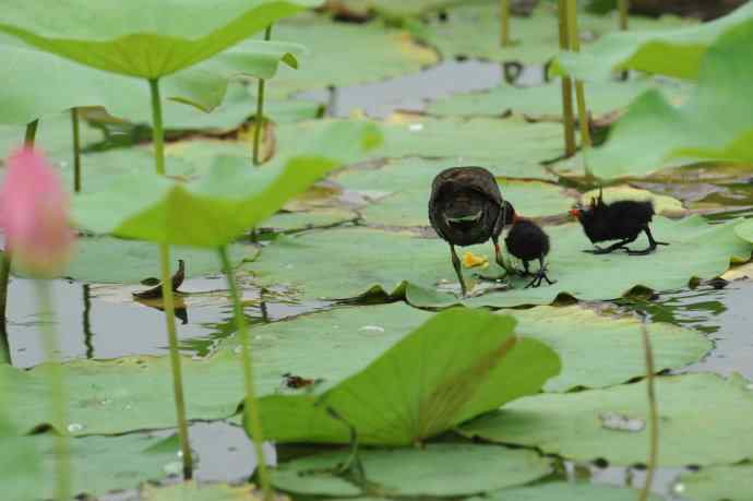 再拍黑水鸡（纪实）1