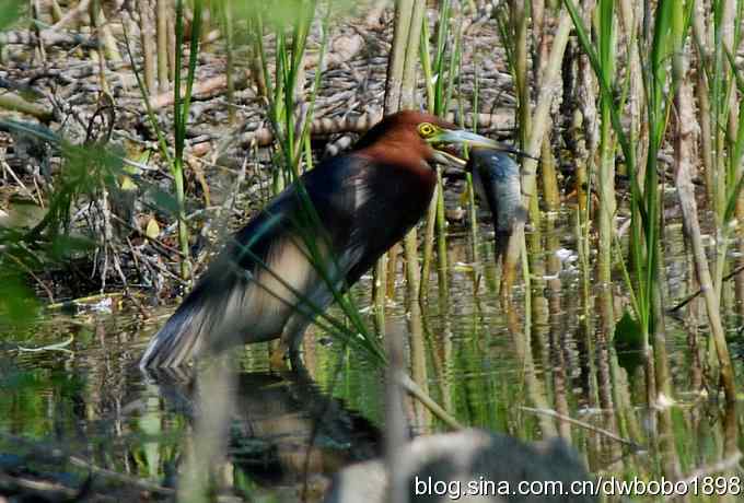 夜鹭玩酷池鹭大快朵颐