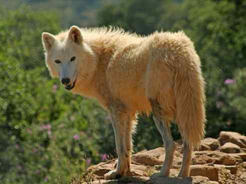 狈：传说的兽原型探秘（狼）